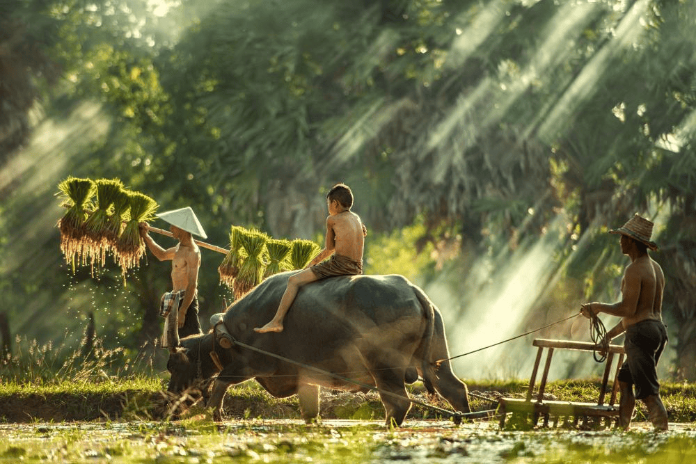 Across almost all of Asia, especially in rice-growing civilizations, the water buffalo is the "living tractor .